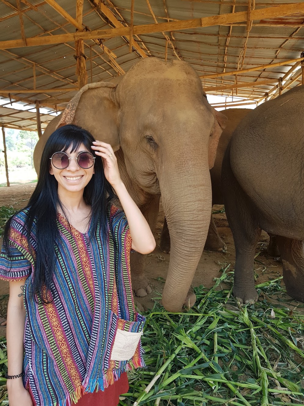 image of a elephant